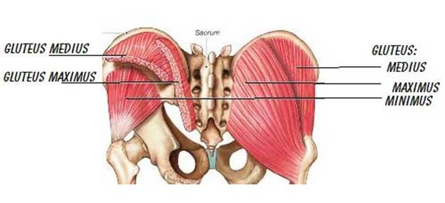 Glutes
