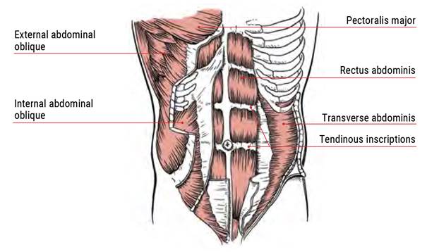 https://ik.imagekit.io/02fmeo4exvw/July2023/CoreMuscles.jpg